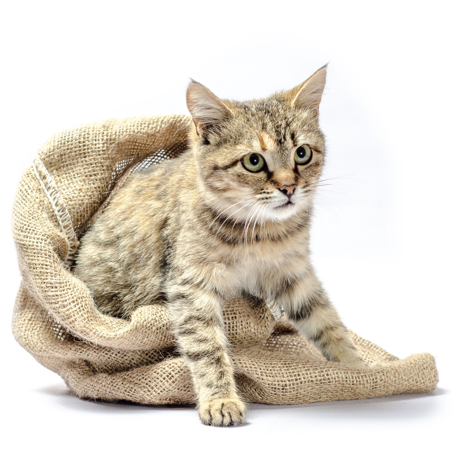 Katze im Sack von einem Fotografen aufgenommen Katze im Sack von einem Fotografen aufgenommen